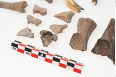Foto von Tierknochenkonvolut (NHMW-PRAE-003518)
